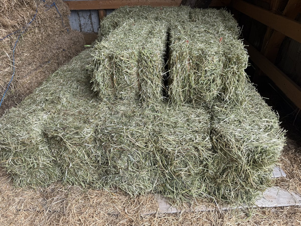 1st Cutting Alfalfa/Grass Mix Hay. Cut in May (photo 3)