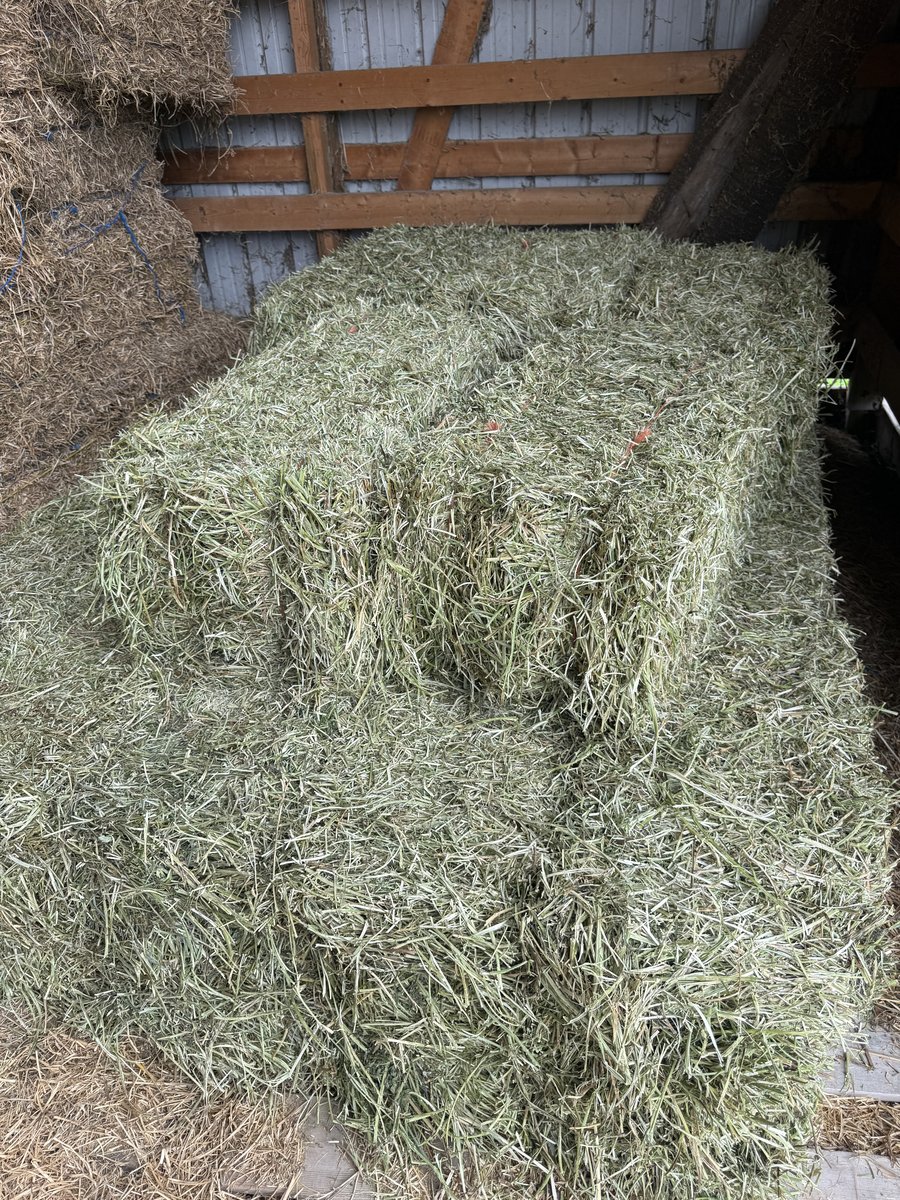 1st Cutting Alfalfa/Grass Mix Hay. Cut in May (photo 6)